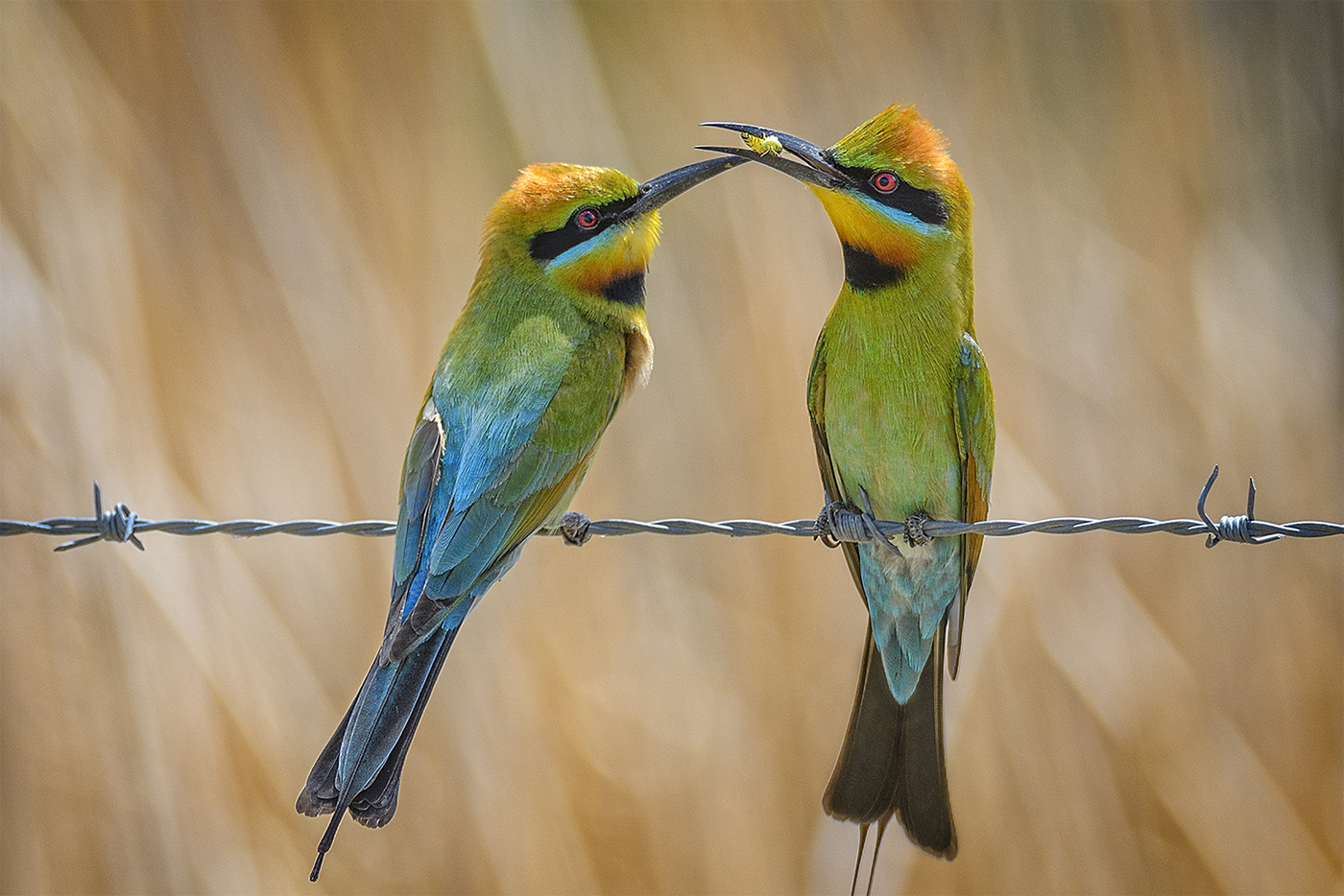 Rainbow Bee-eater (Image ID 38448)