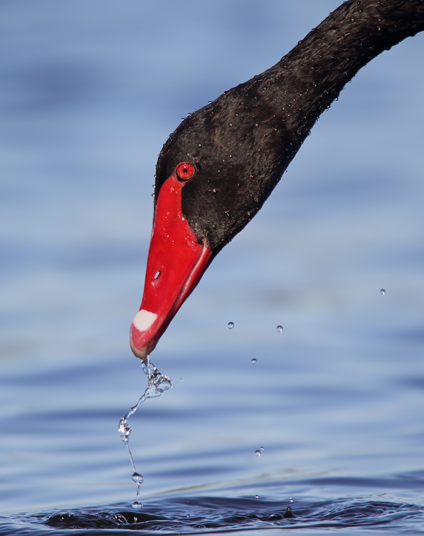Black Swan (Image ID 38168)
