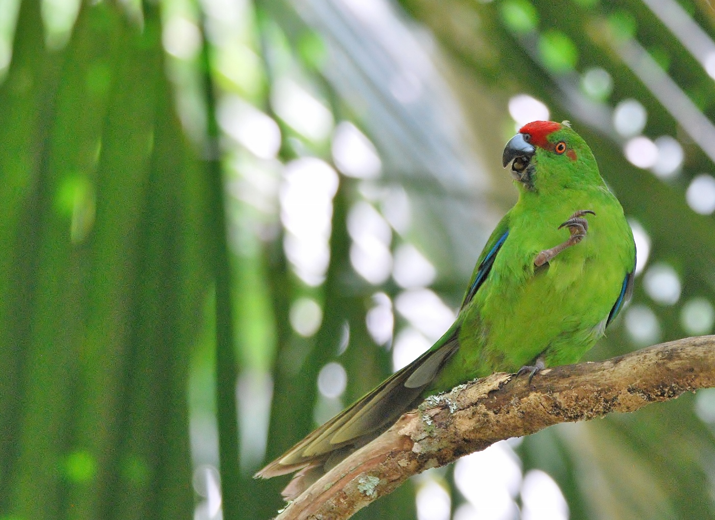 Red-fronted Parakeet (Image ID 38306)