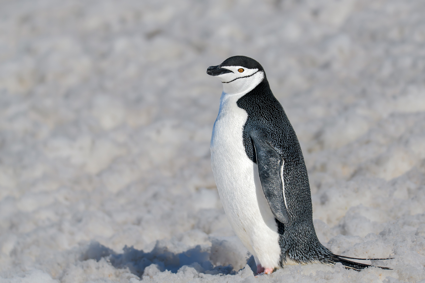Chinstrap Penguin (V) (Image ID 38029)