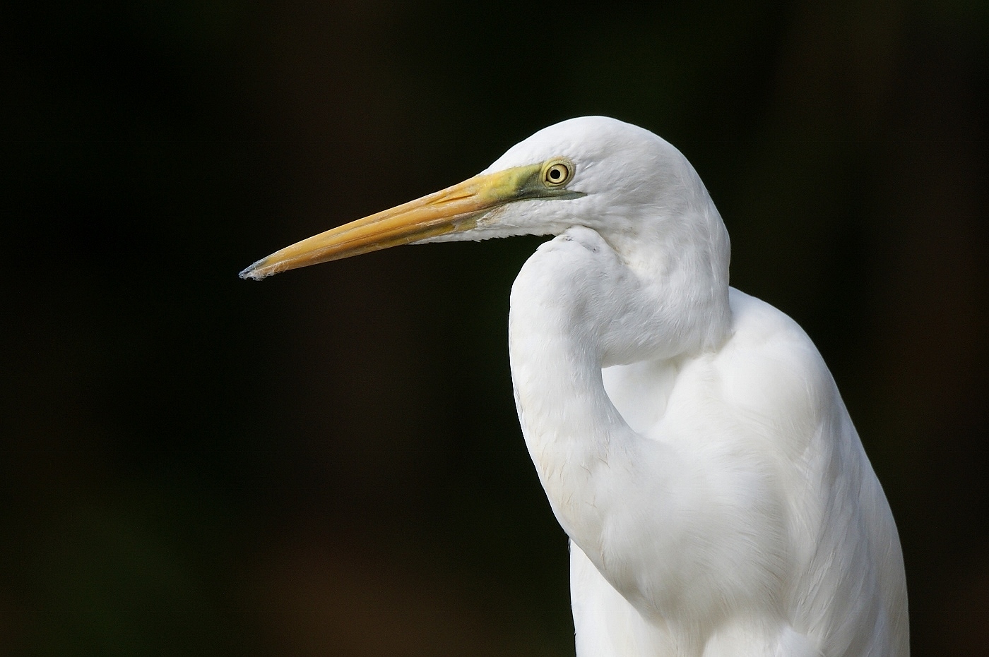 Great Egret (Image ID 38119)
