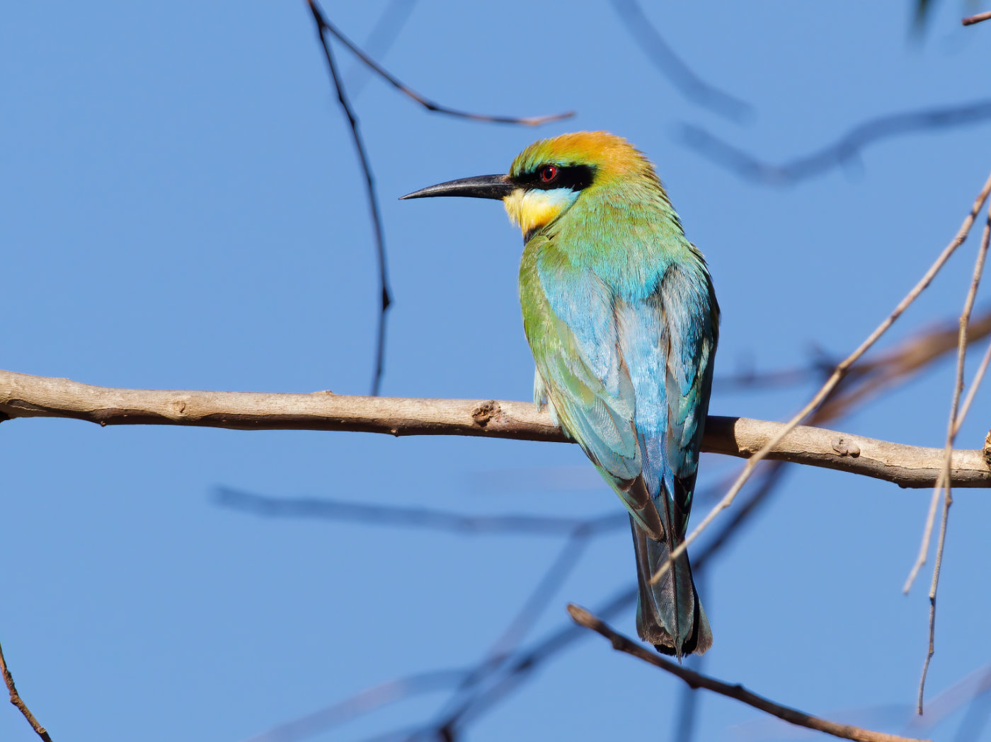 Rainbow Bee-eater (Image ID 38310)