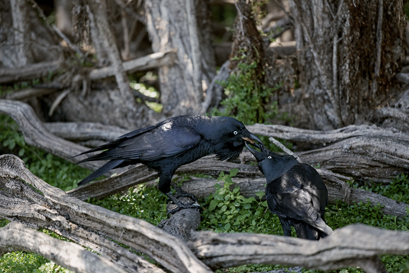 Australian Raven (Image ID 37958)