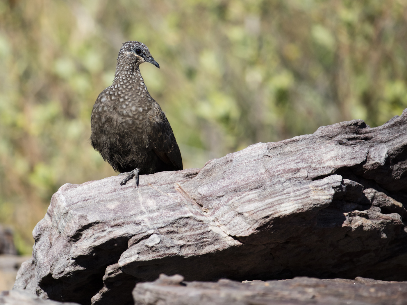 Chestnut-quilled Rock-Pigeon (Image ID 38534)