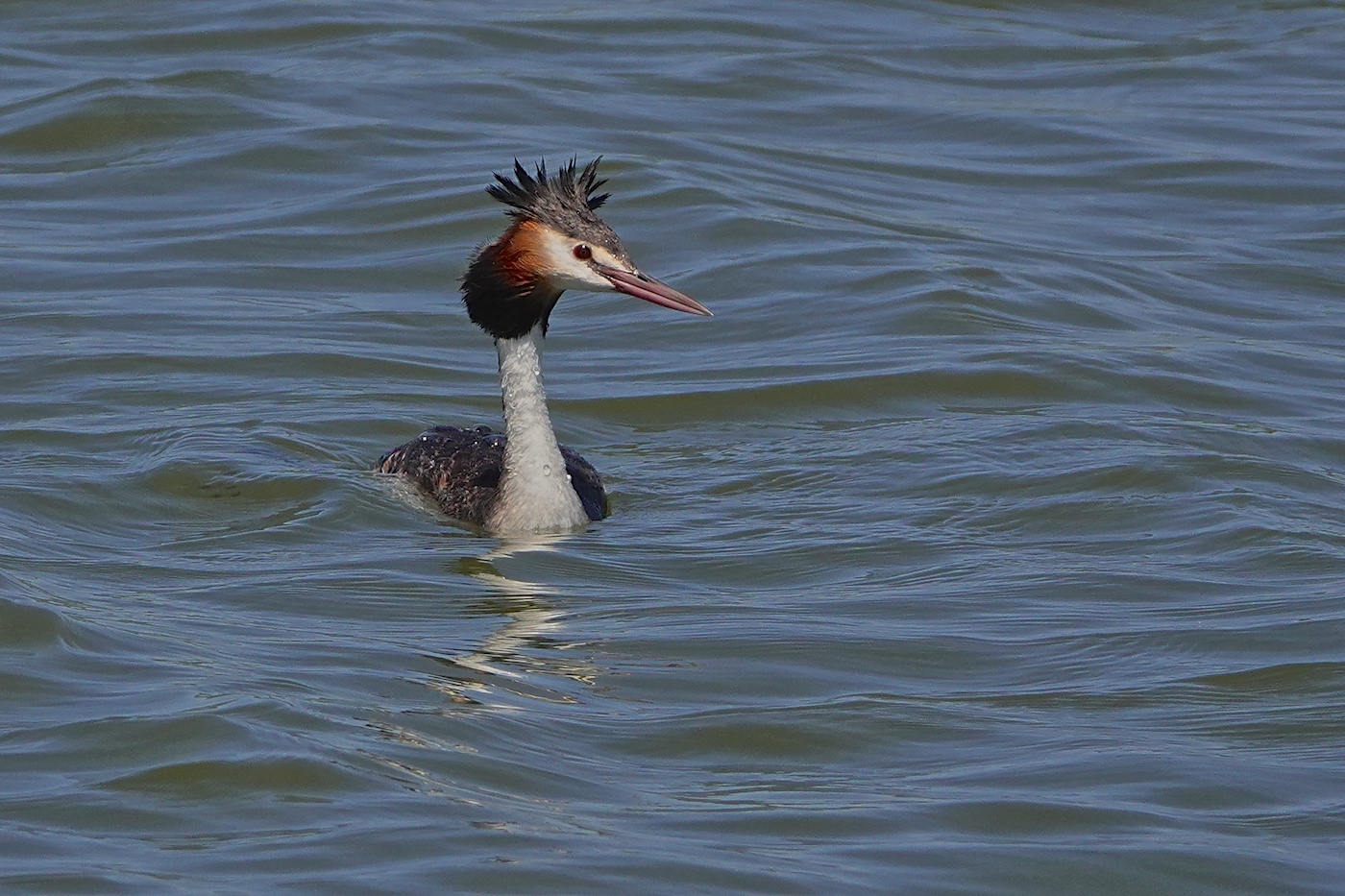 Great Crested Grebe (Image ID 38015)