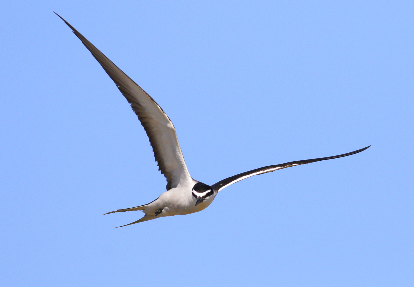 Bridled Tern (Image ID 38124)