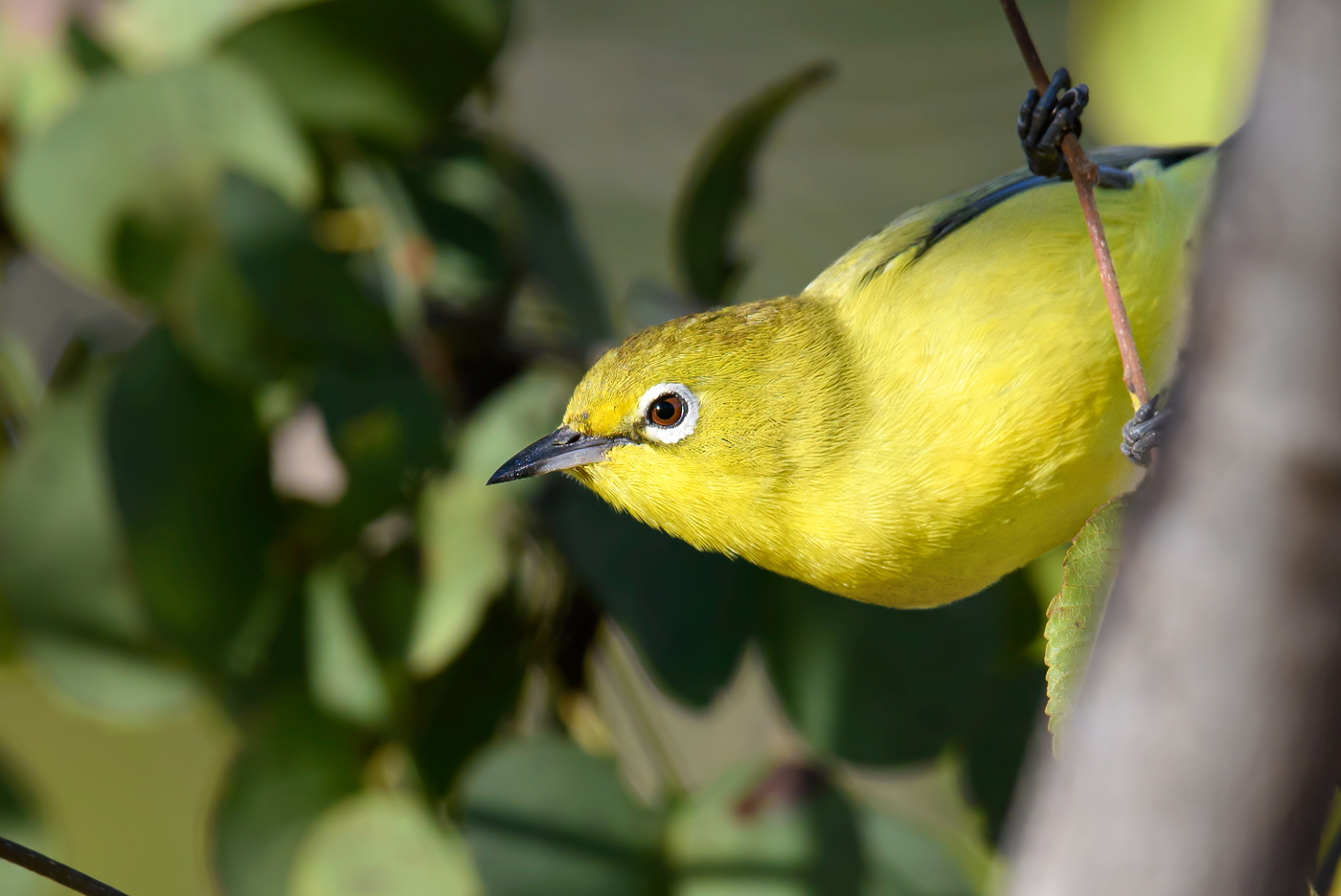 Australian Yellow White-eye (Image ID 38315)