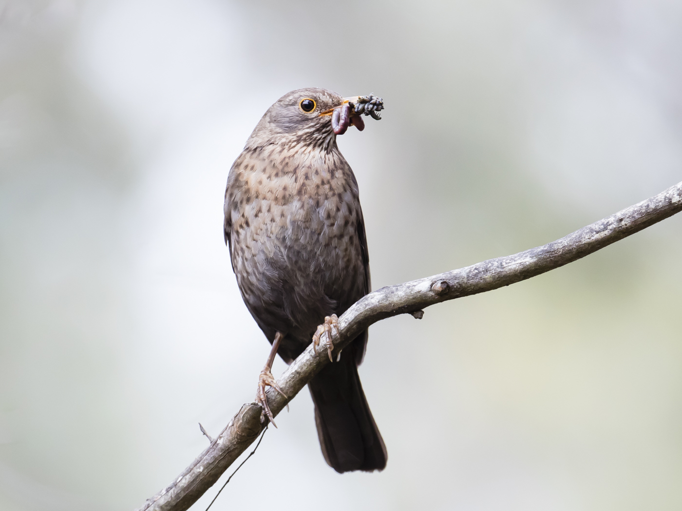 Common Blackbird (Image ID 38146)