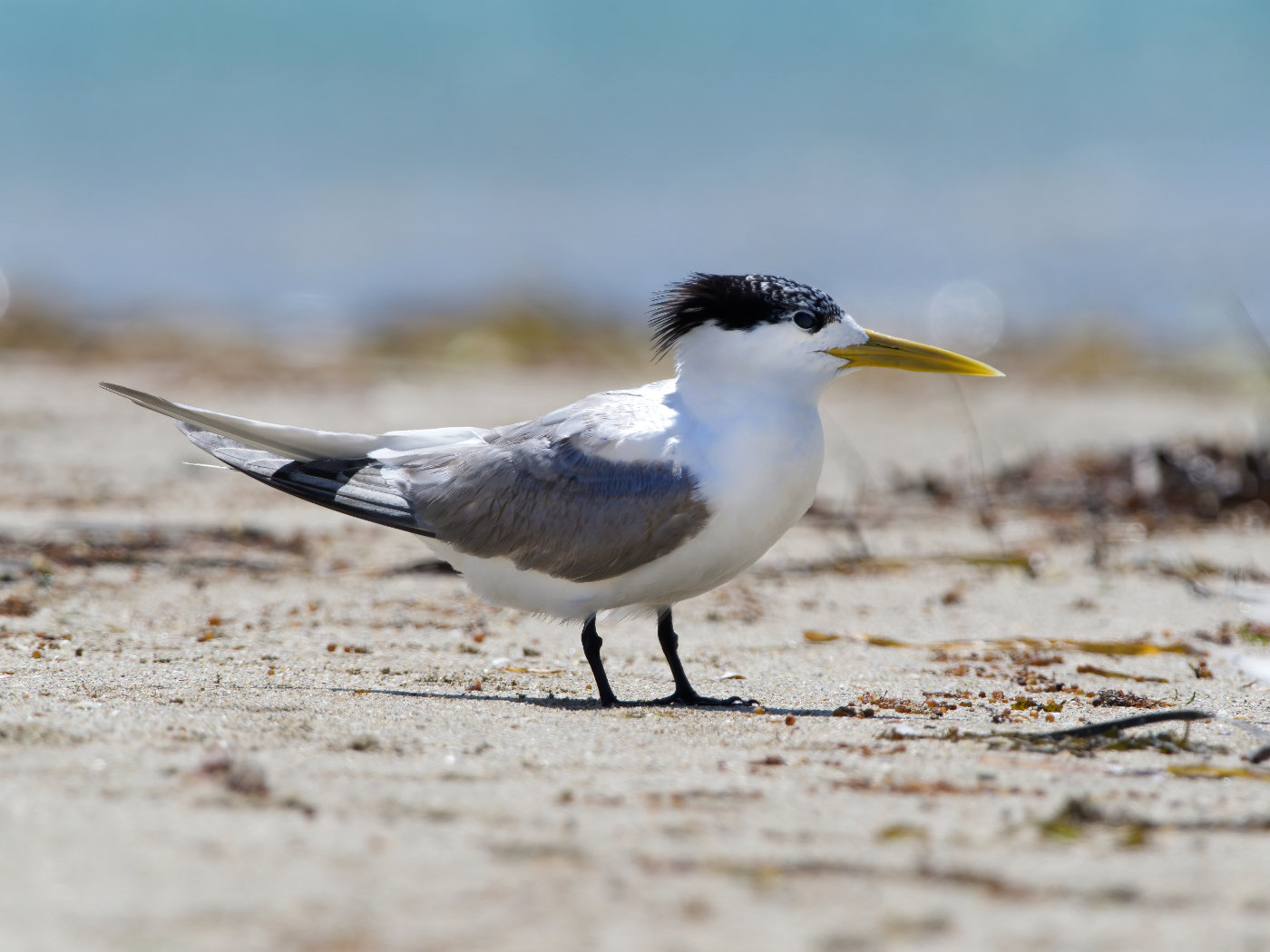 Greater Crested Tern (Image ID 38179)