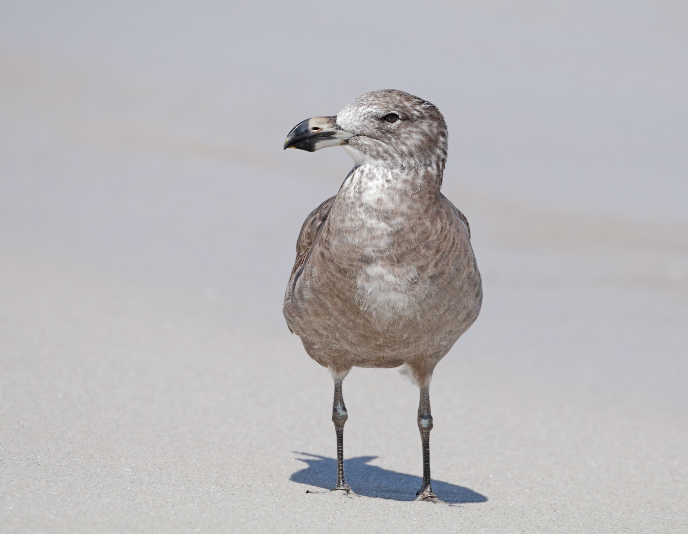 Pacific Gull (Image ID 38038)