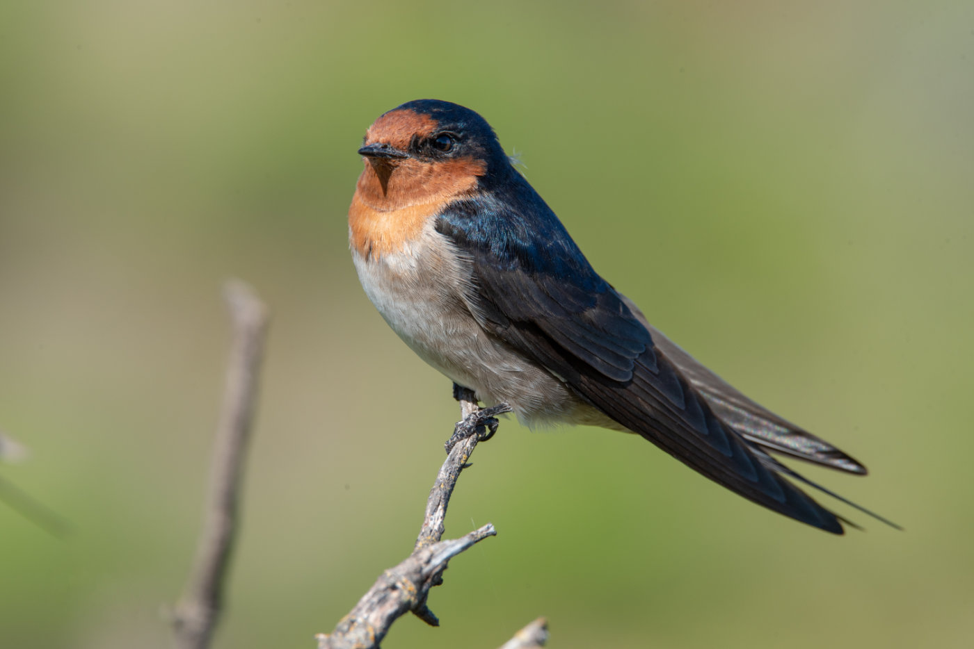Welcome Swallow (Image ID 38458)
