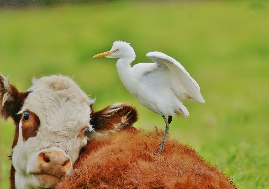 Cattle Egret (Image ID 38532)