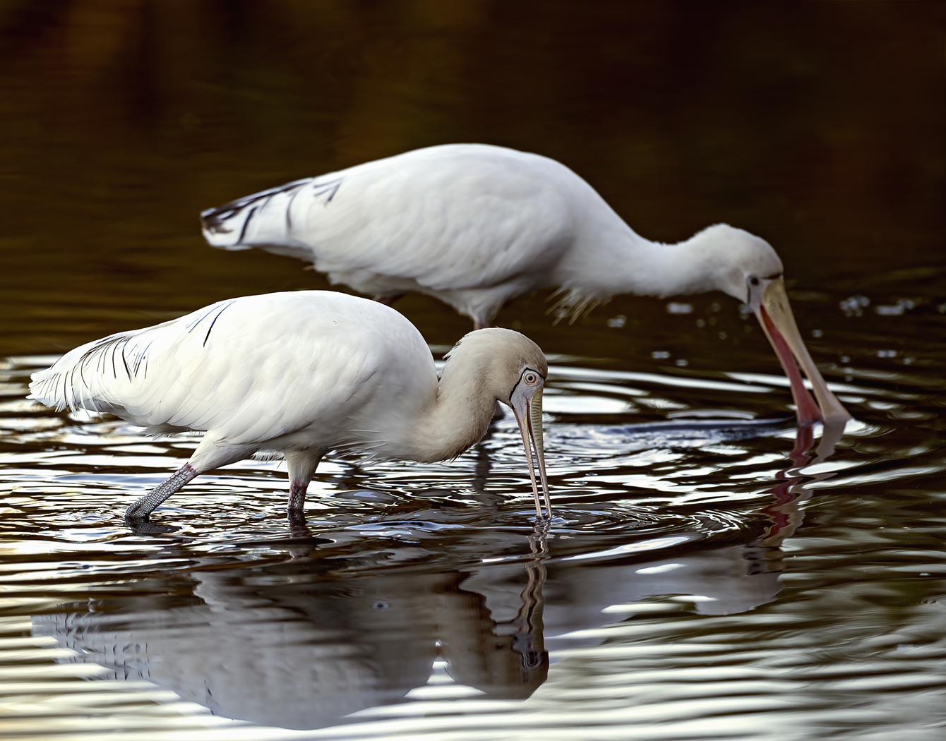 Yellow-billed Spoonbill (Image ID 39095)