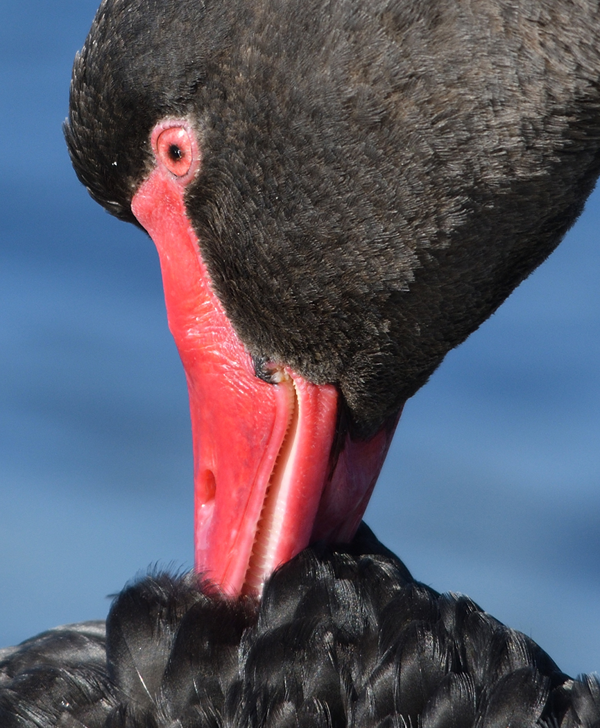 Black Swan (Image ID 39176)
