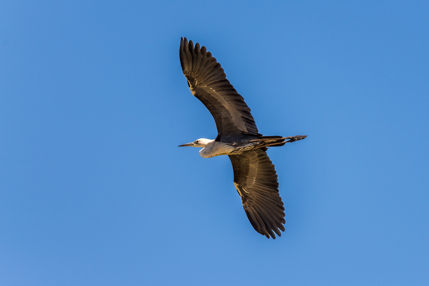 White-necked Heron (Image ID 38680)