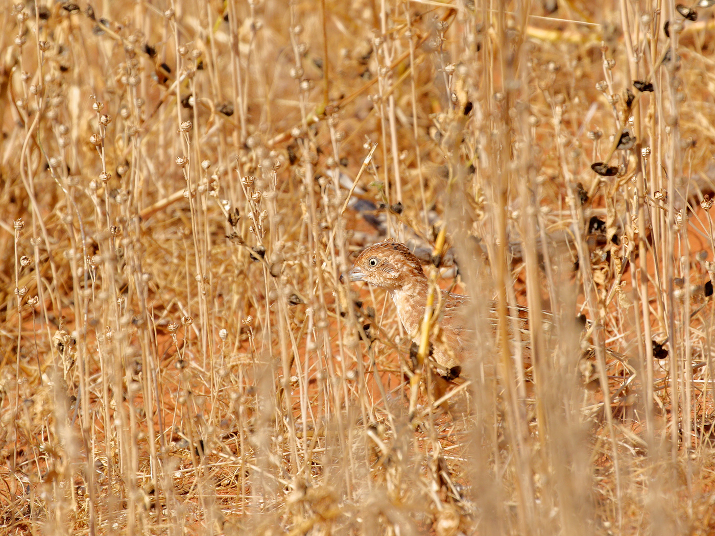 Little Button-quail (Image ID 38895)