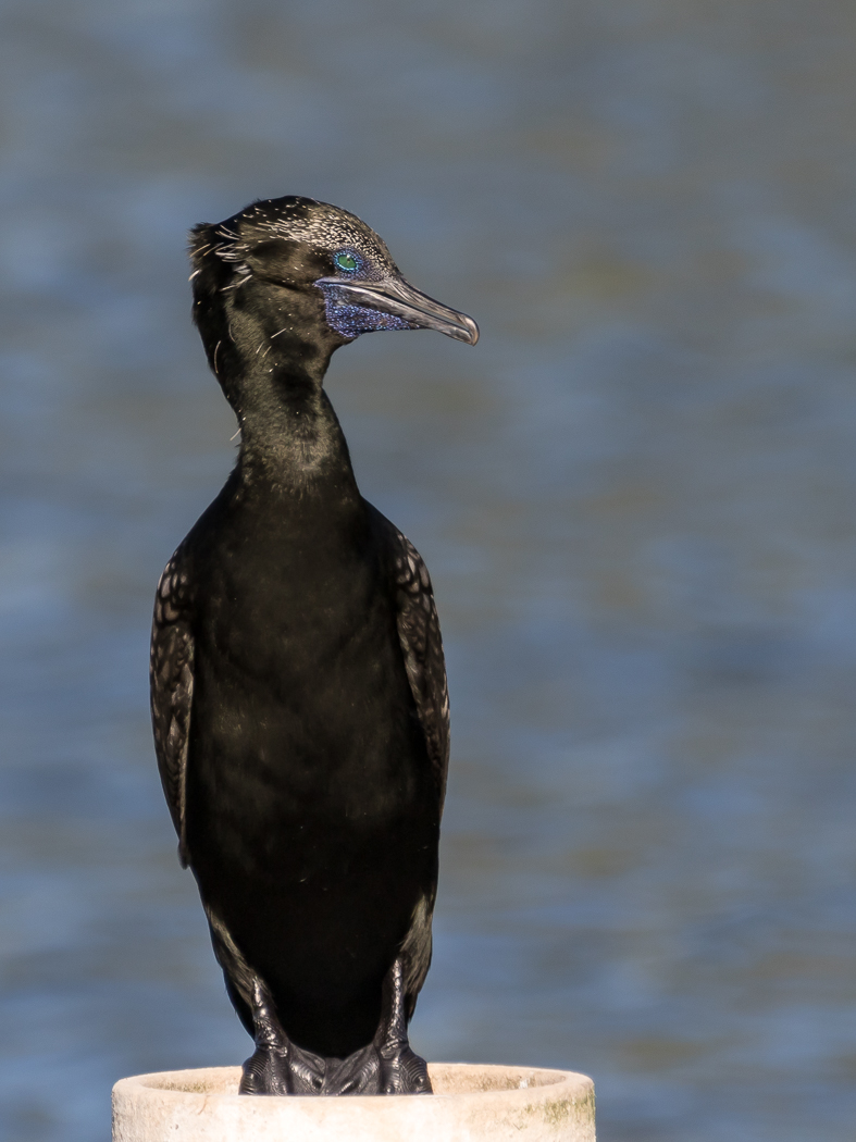Little Black Cormorant (Image ID 39070)