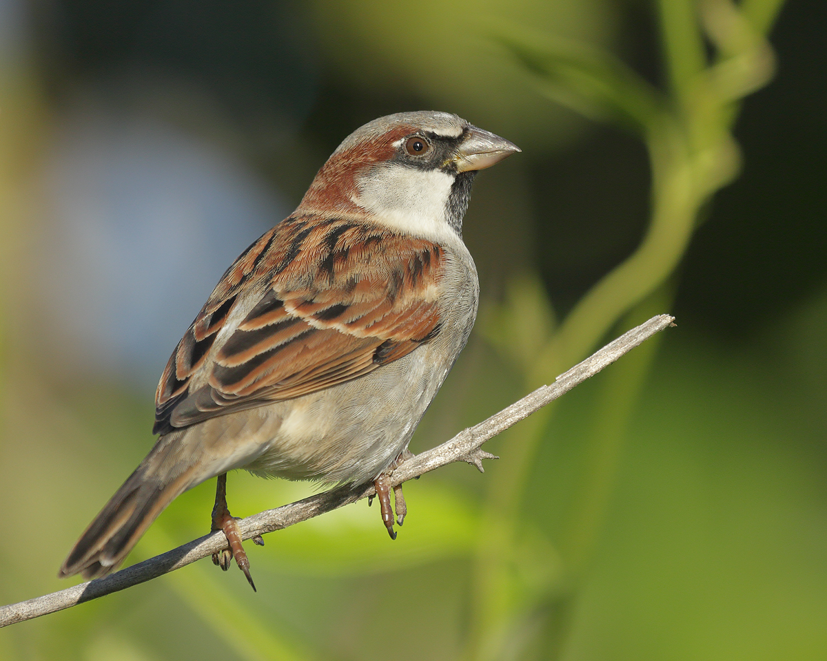 House Sparrow (Image ID 39381)