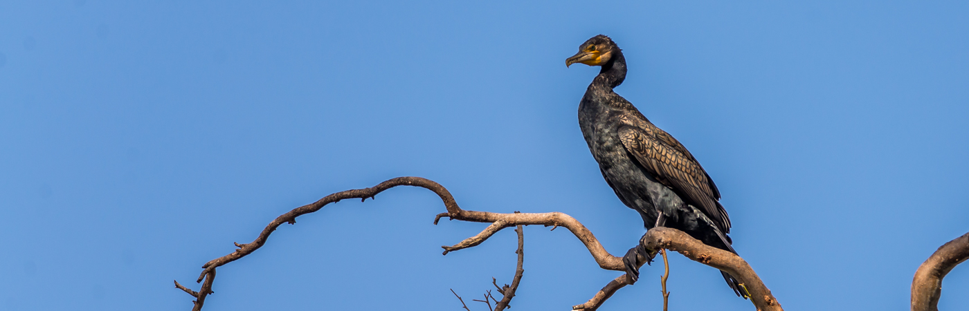 Great Cormorant (Image ID 38601)
