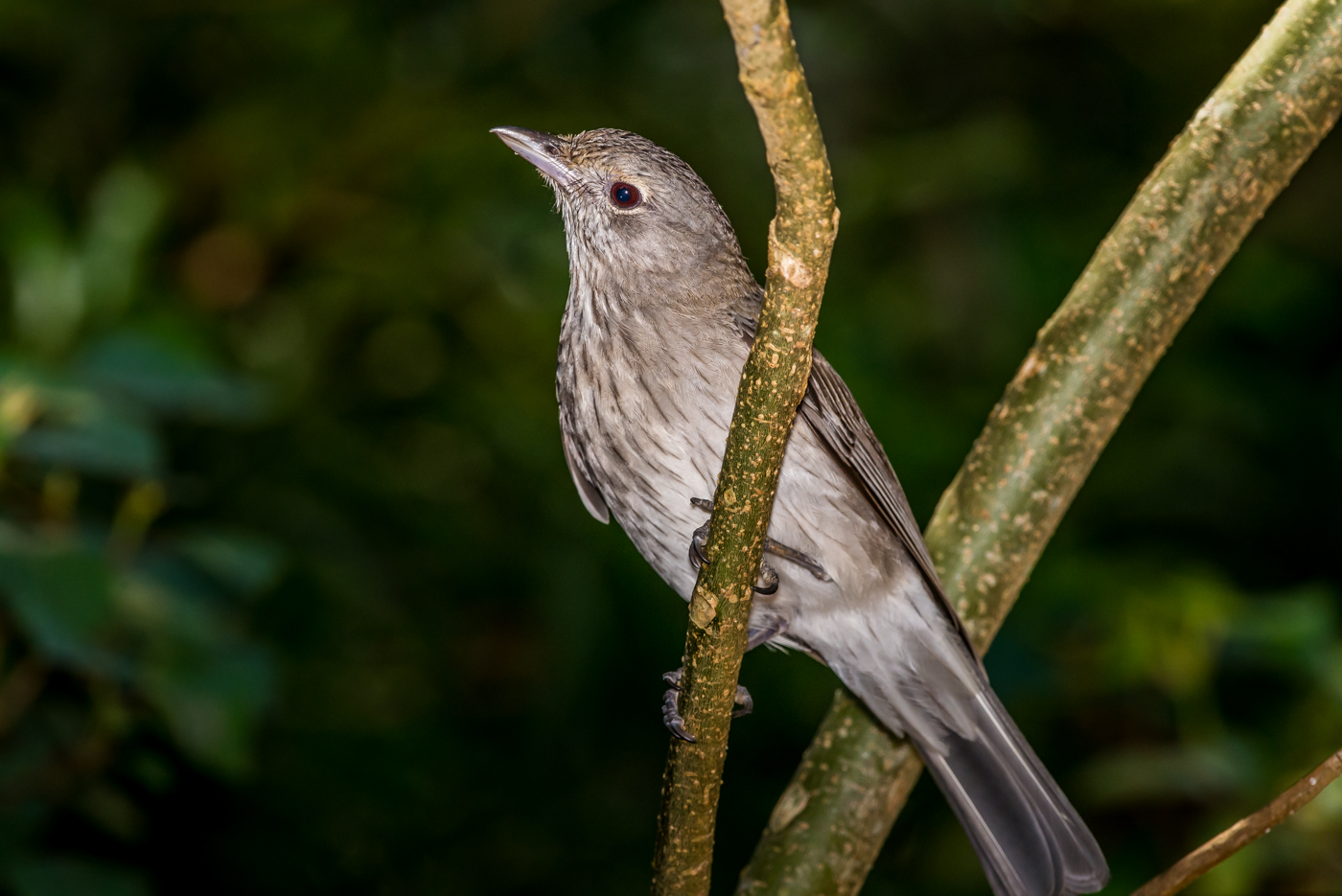 Grey Shrike-thrush (Image ID 39143)