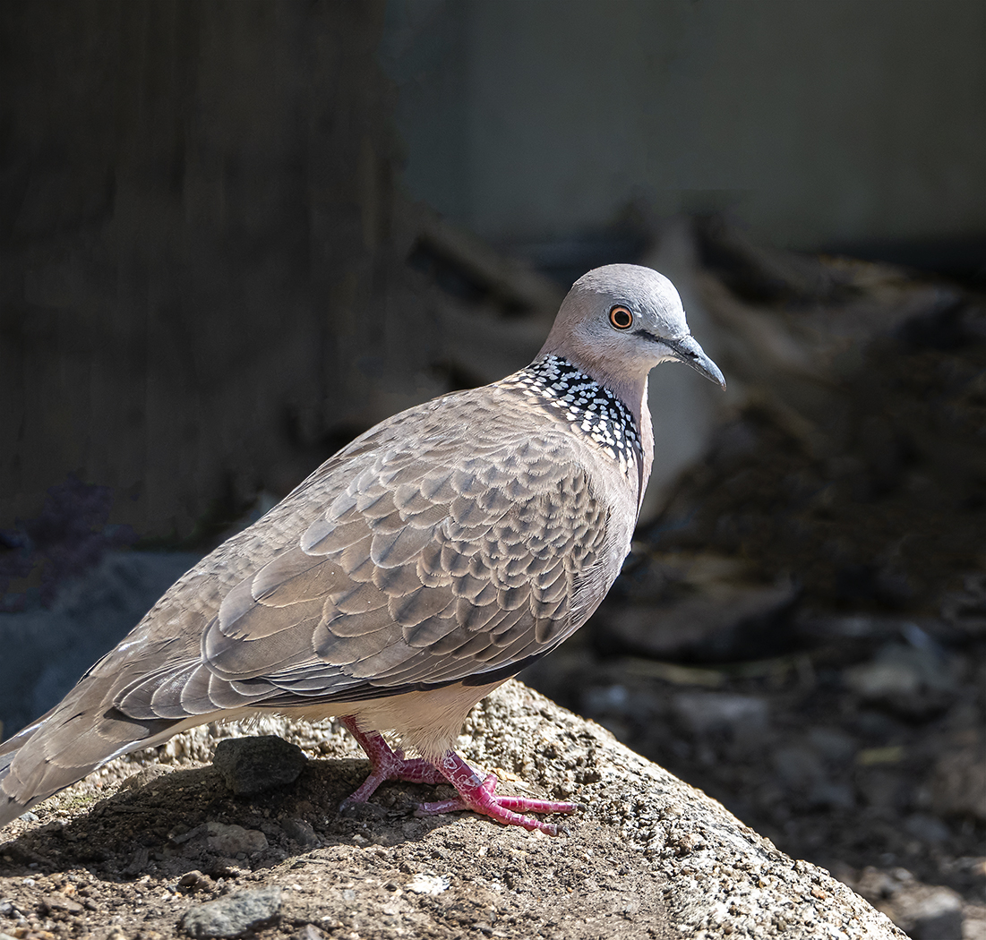 Spotted Dove (Image ID 38933)