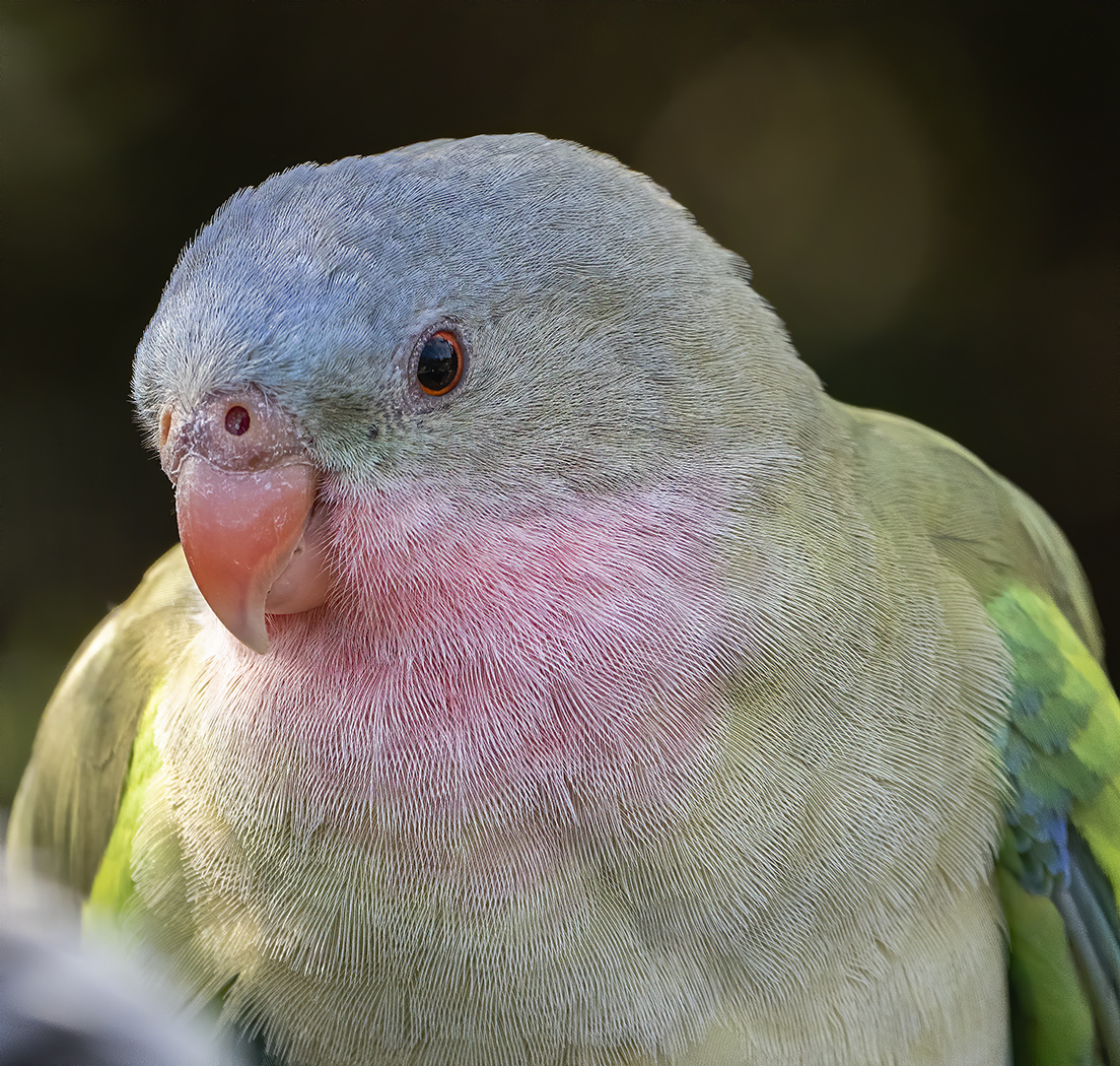 Princess Parrot (Image ID 38621)