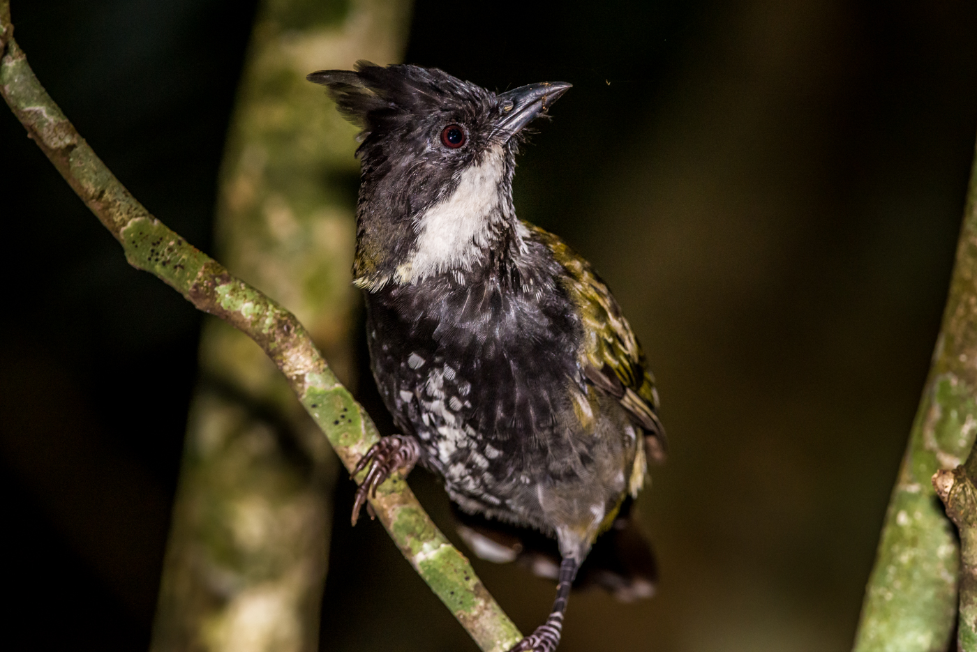 Eastern Whipbird (Image ID 38589)