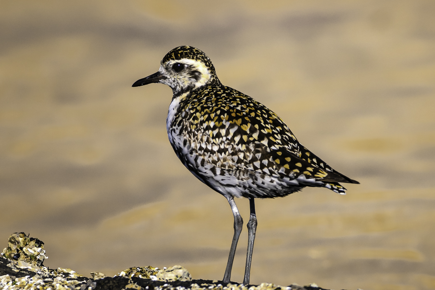 Pacific Golden Plover (Image ID 38705)