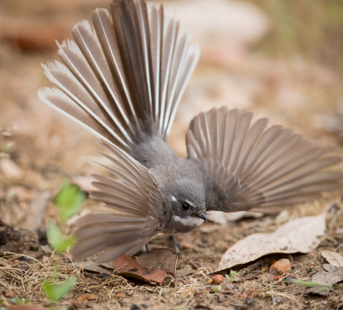 Grey Fantail (Image ID 39029)