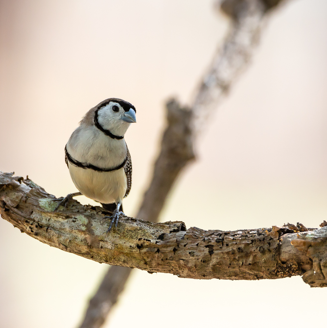 Double-barred Finch (Image ID 39218)