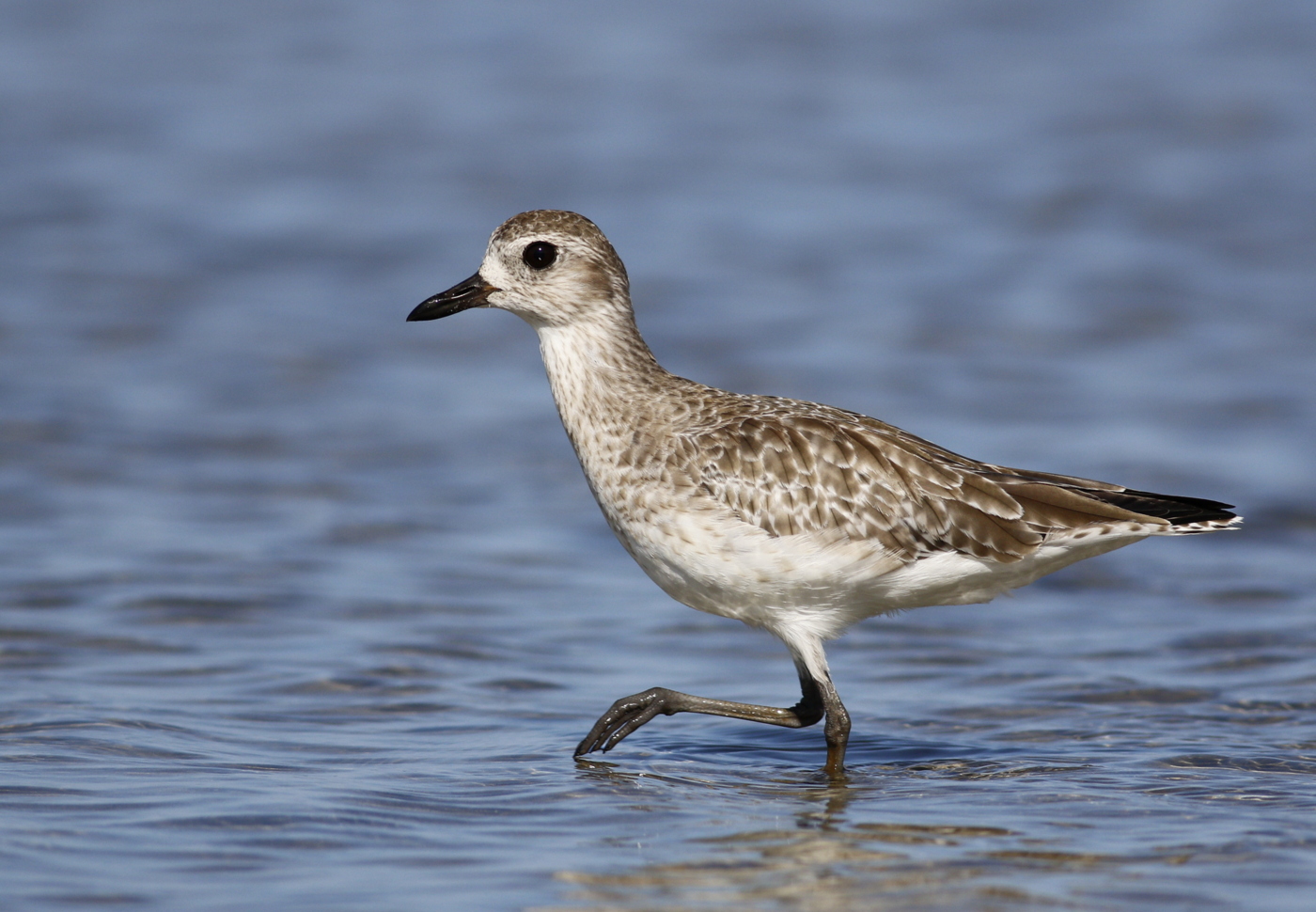 Grey Plover (Image ID 39006)