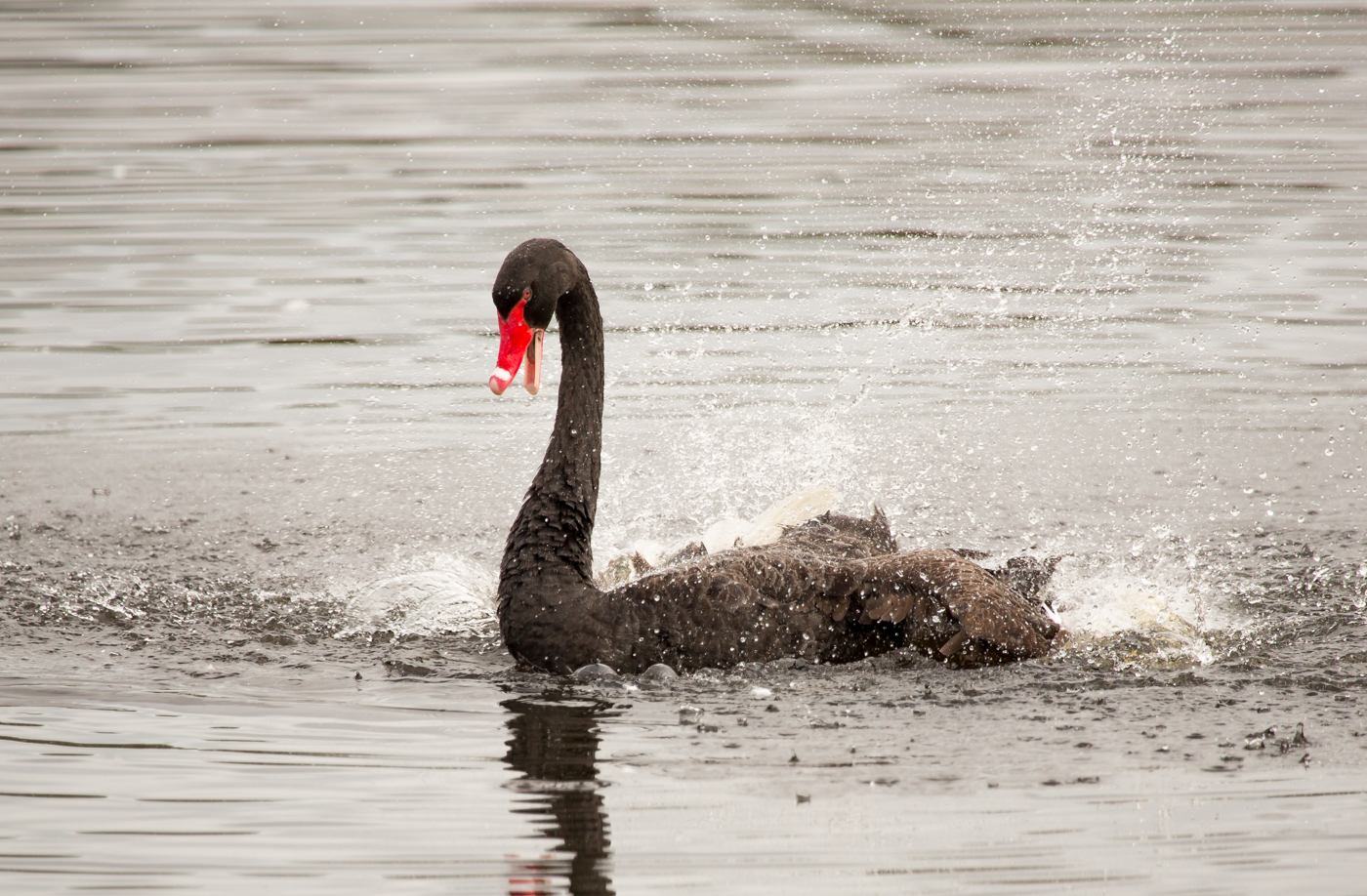 Black Swan (Image ID 38949)