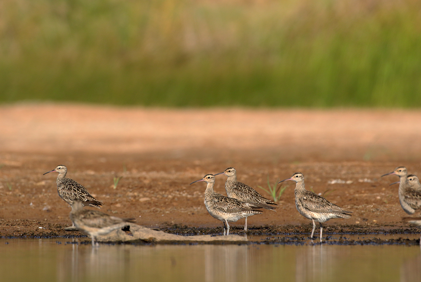 Little Curlew (Image ID 38964)