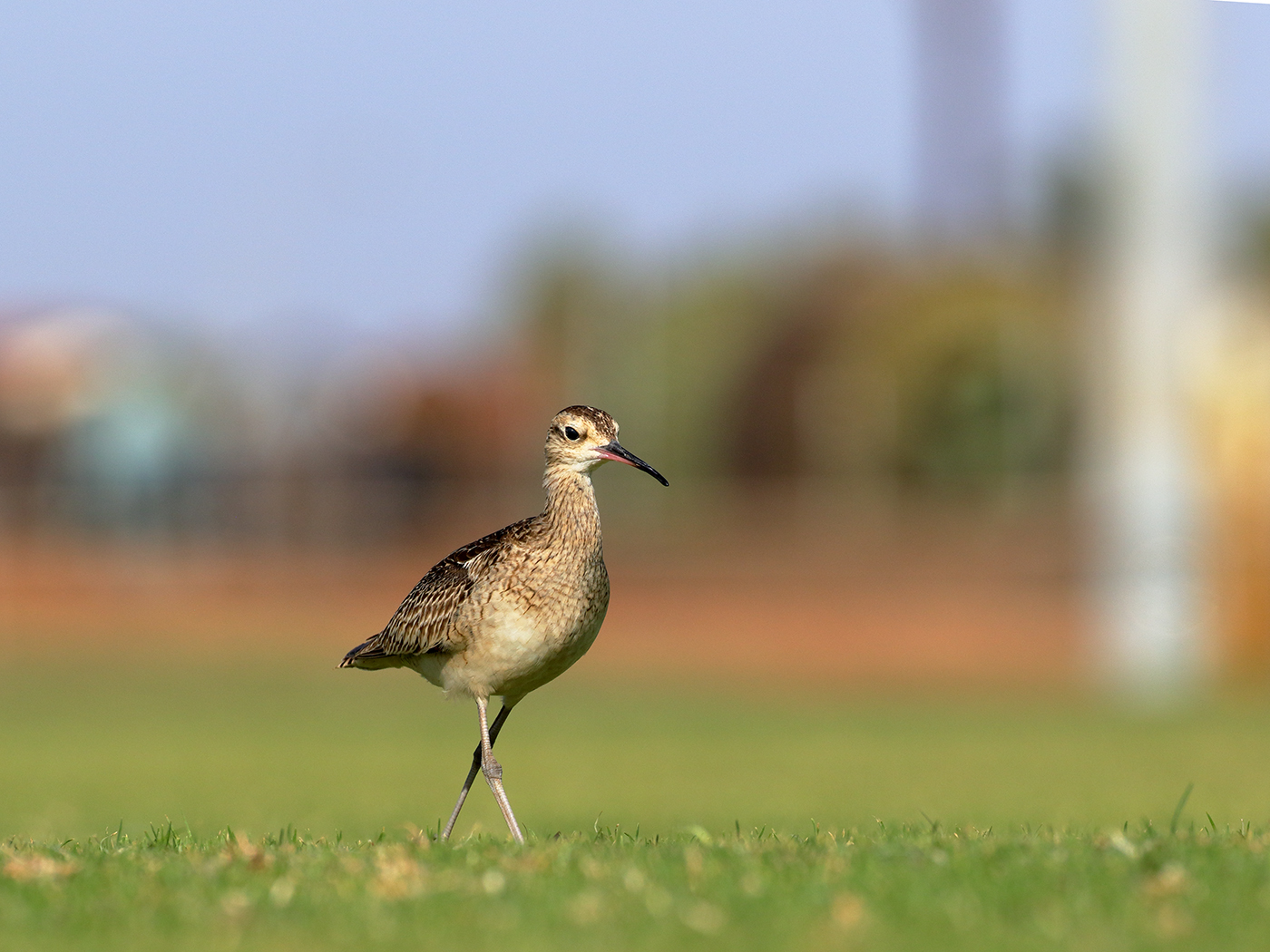 Little Curlew (Image ID 38966)