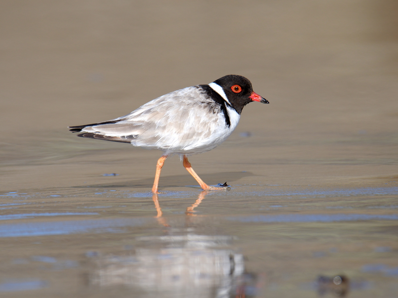 Hooded Plover (Image ID 38697)