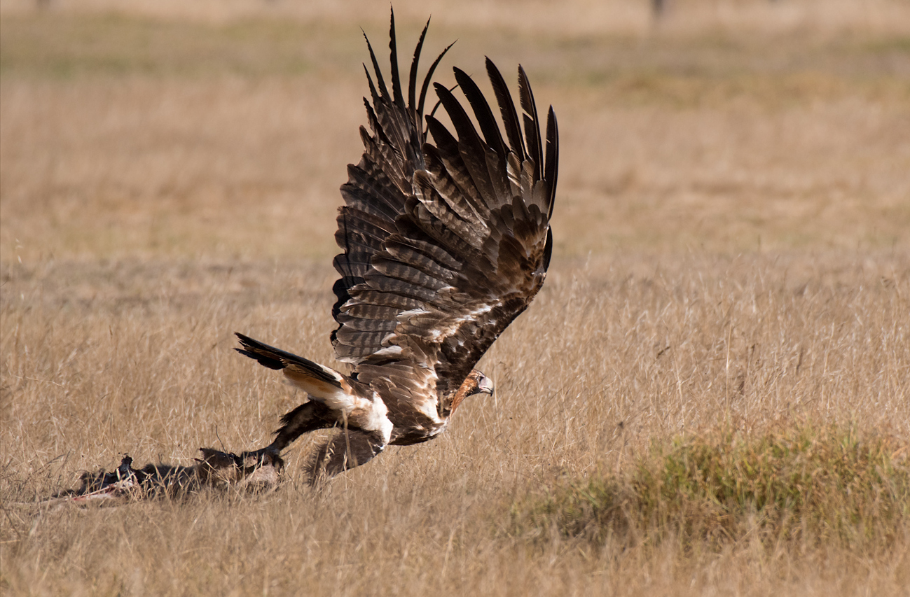 Wedge-tailed Eagle (Image ID 38868)