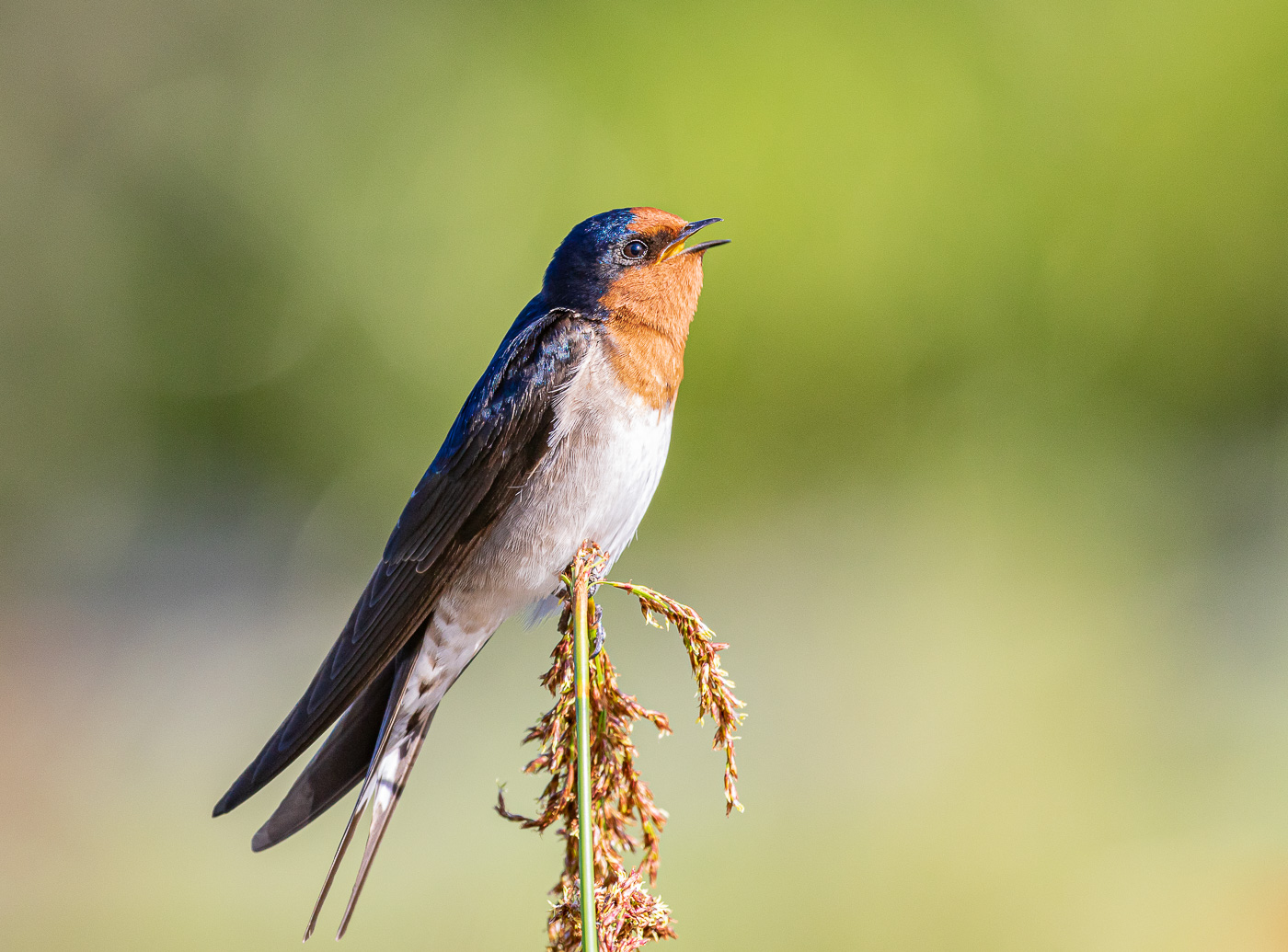 Welcome Swallow (Image ID 38725)