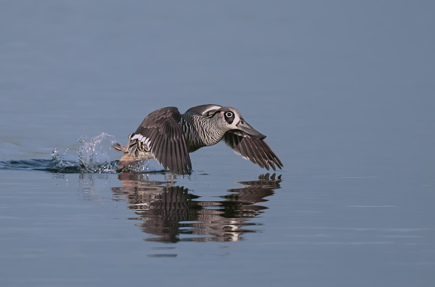 Pink-eared Duck (Image ID 39075)