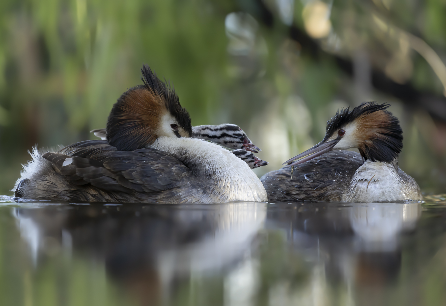 Great Crested Grebe (Image ID 39027)