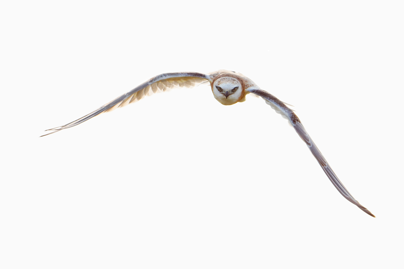 Black-shouldered Kite (Image ID 39339)