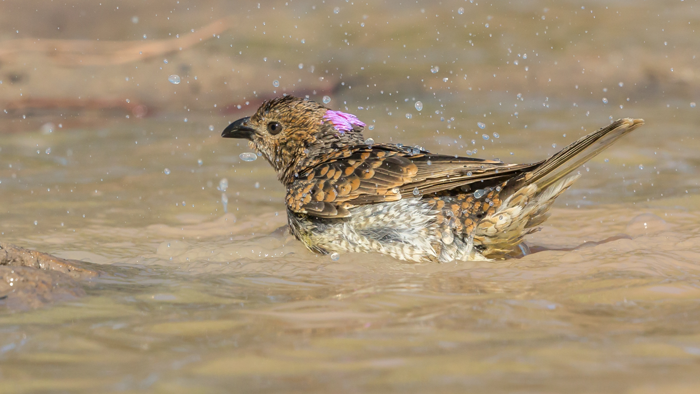 Spotted Bowerbird (Image ID 39083)