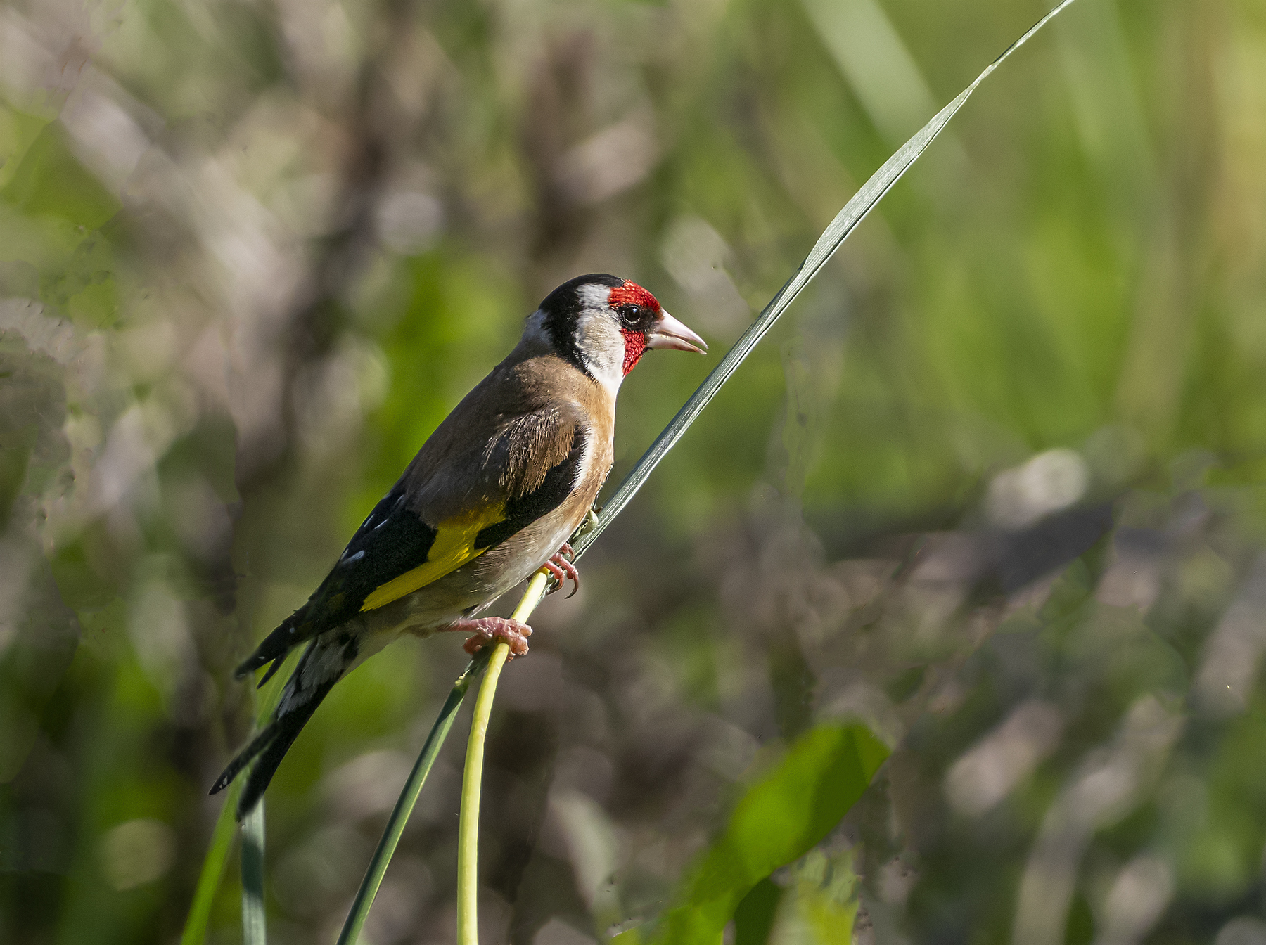 European Goldfinch (Image ID 39694)