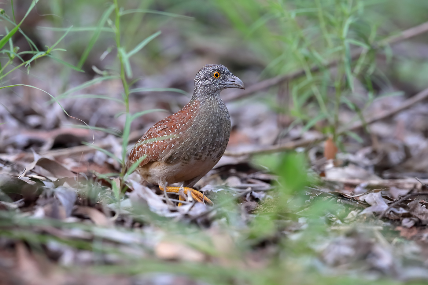 Chestnut-backed Button-quail (Image ID 39596)