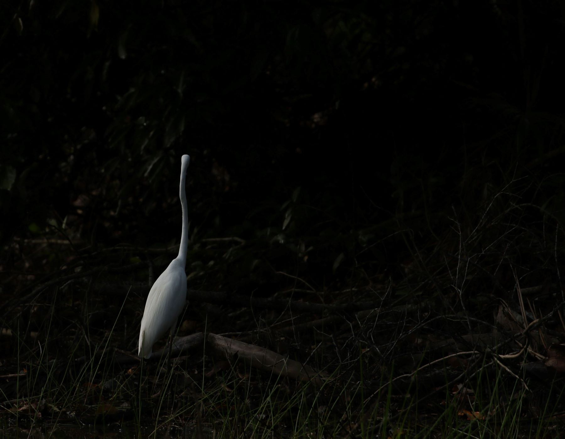 Great Egret (Image ID 39635)