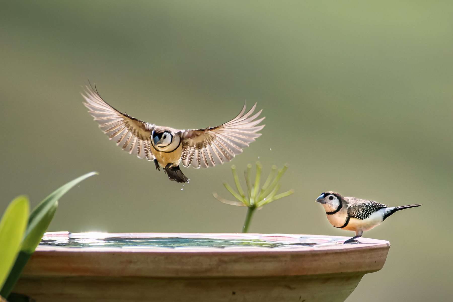 Double-barred Finch (Image ID 39718)