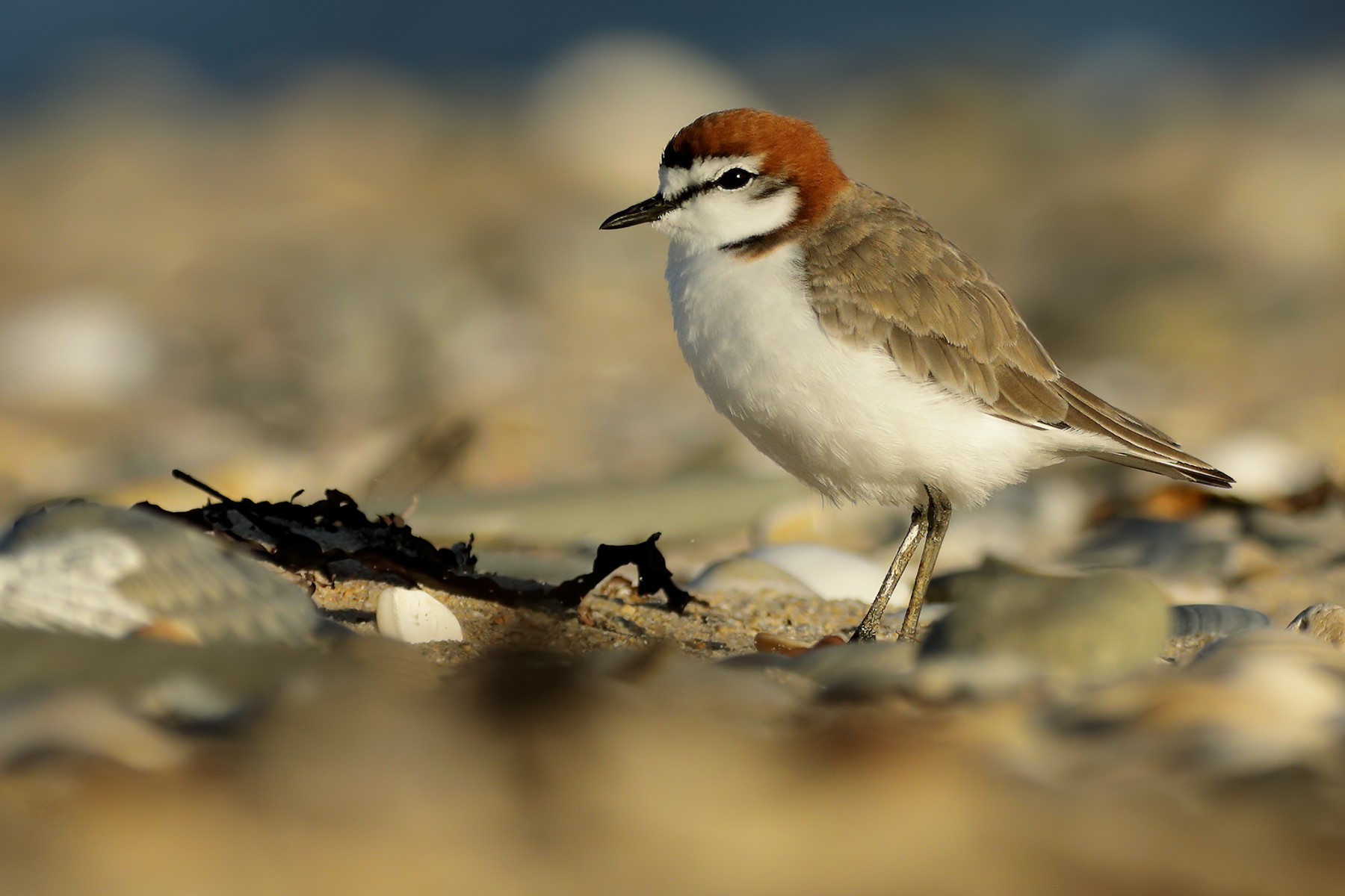 Red-capped Plover (Image ID 39671)