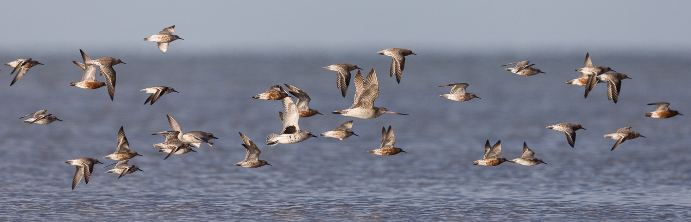 Bar-tailed Godwit, Grey Plover, Red Knot (Image ID 39756)