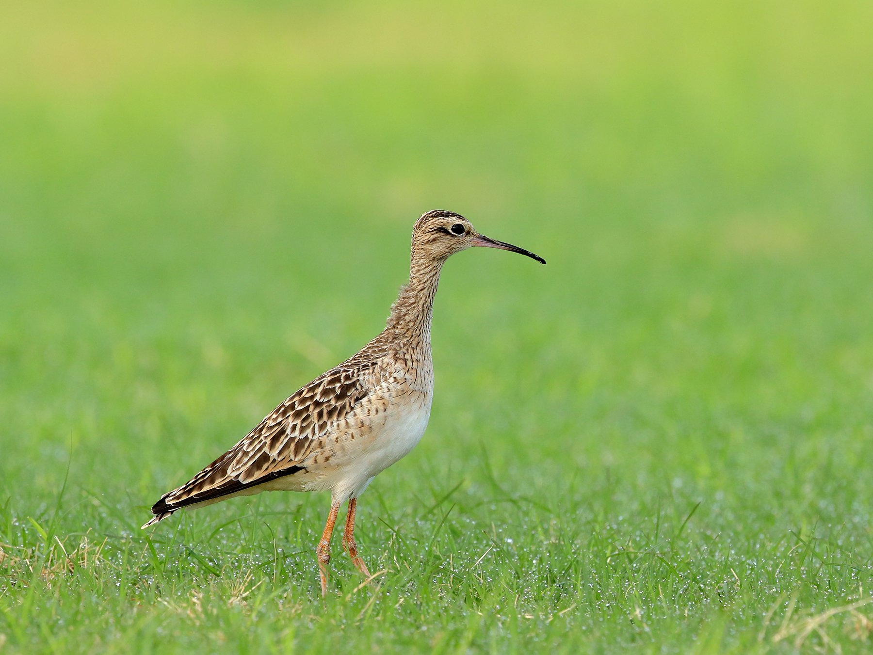 Little Curlew (Image ID 39580)