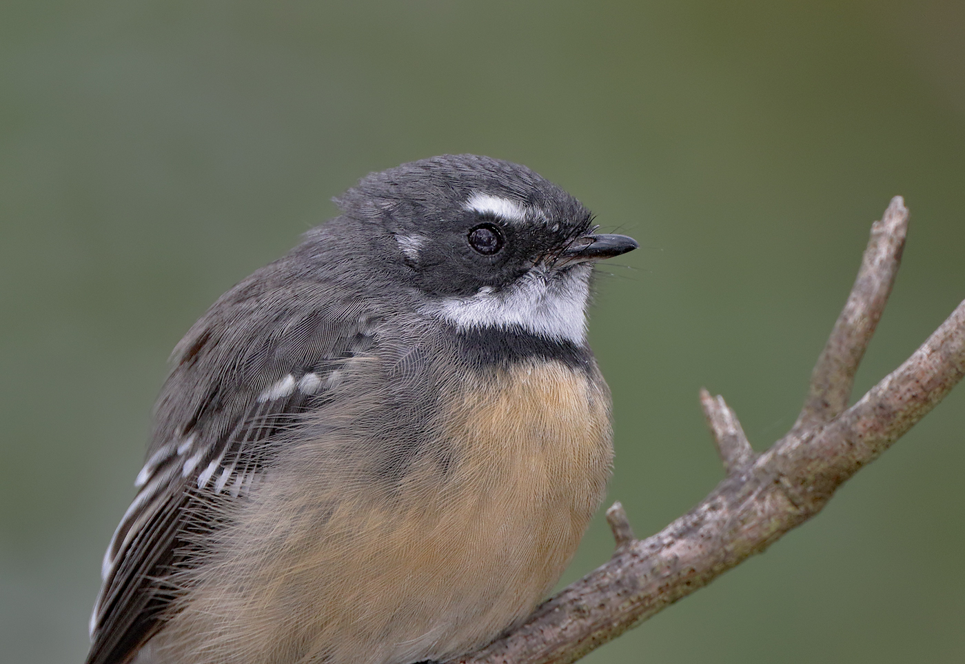 Grey Fantail (Image ID 39453)