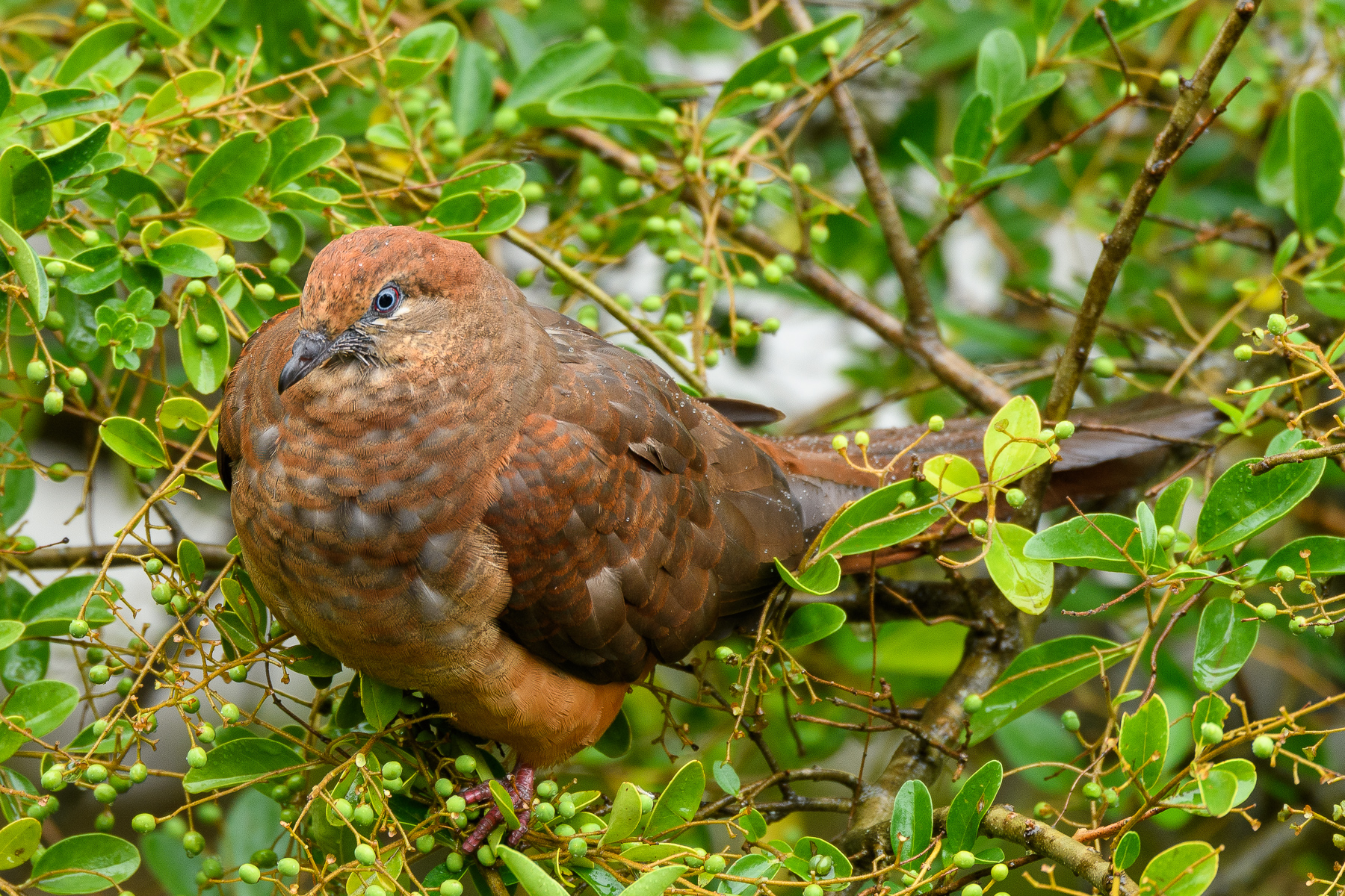 Brown Cuckoo-Dove (Image ID 39472)